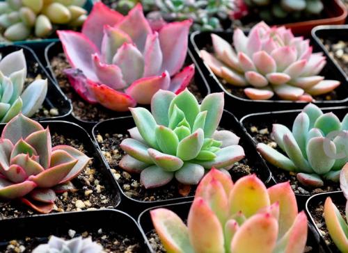 ¡¶ÖíÖíÏÀ¡¤Ò»Ö»ÀÏÖíµÄÄæÏ®¡·ÉÏÓ³6ÌìÆ±·¿ÆÆ4000Íò